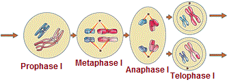 Meiosis I